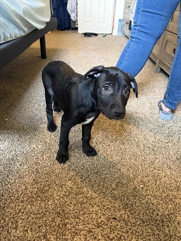 Picture of the Animal Listed